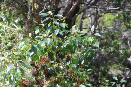 Elaeocarpus bifidus observed 2026-06-26