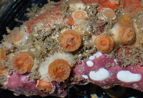 Astrangia haimei observed 2026-06-25