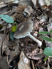 Amanita vestita
