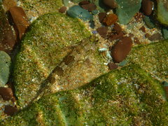 Lepidoblennius haplodactylus