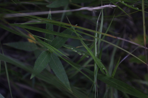 Dichanthelium angustifolium, 2026-07-10