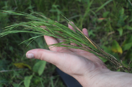 Dichanthelium angustifolium, 2026-07-10