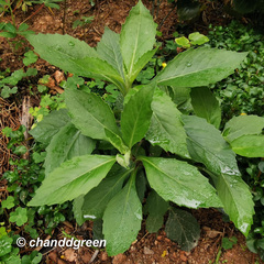 Gynura divaricata