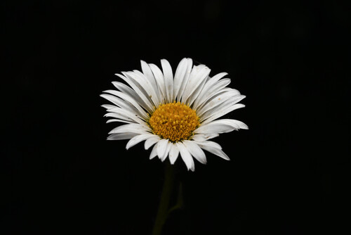 Erigeron melanocephalus, photograph 1