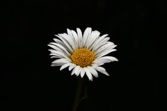 Erigeron melanocephalus, photograph (c) Anders Hastings, some rights reserved (CC BY)