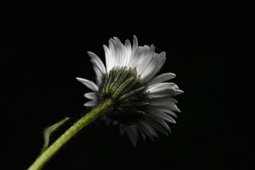 Erigeron melanocephalus, photograph 2
