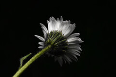 Erigeron melanocephalus, photograph (c) Anders Hastings, some rights reserved (CC BY)