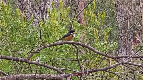 Eastern Spinebill