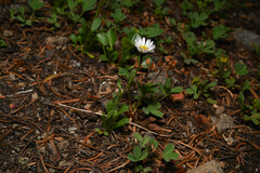 Erigeron melanocephalus, photograph (c) Anders Hastings, some rights reserved (CC BY)