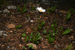 Erigeron melanocephalus