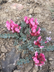 Astragalus calycinus