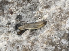 Carinarion