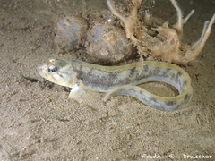 Viviparous Blenny photo 1