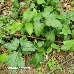 Artemisia lactiflora