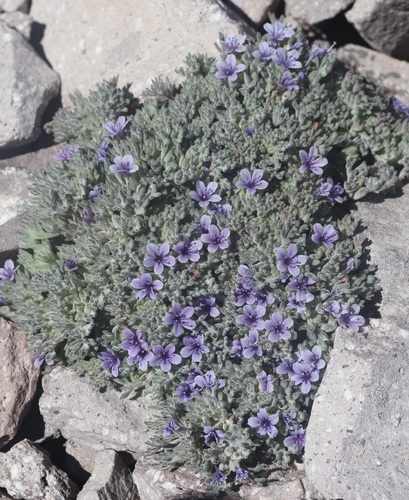 Collomia larsenii, photograph 2