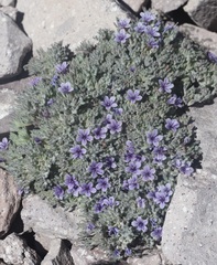 Collomia larsenii, photograph (c) Cricket Raspet, some rights reserved (CC BY)