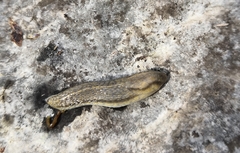 Carinarion