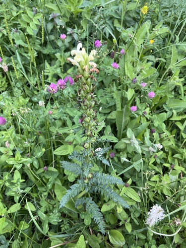 Pedicularis sibthorpii, photograph 3