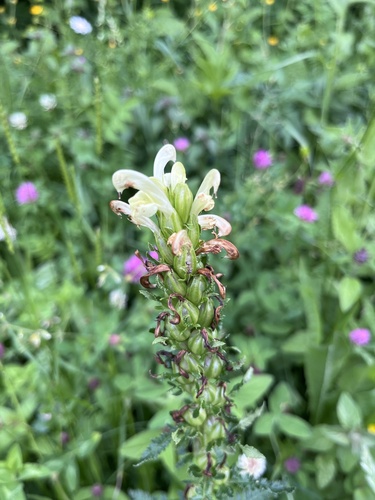 Pedicularis sibthorpii, photograph 4