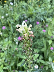 Pedicularis sibthorpii, photograph (c) Наталья Пикалова, some rights reserved (CC BY)