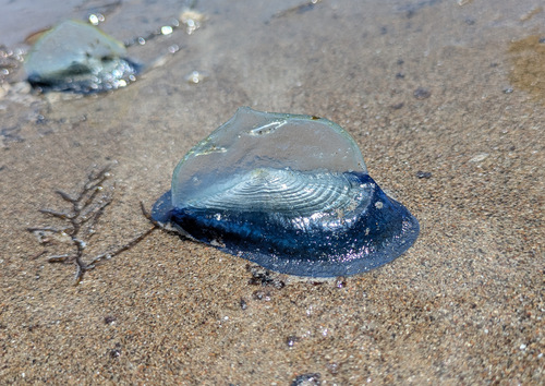 iNaturalist observation photo of By-the-wind Sailor