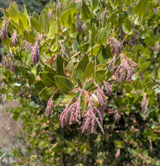 (c) Nick Block, some rights reserved (CC BY) Arctostaphylos insularis, photograph (c) Nick Block, some rights reserved (CC BY)