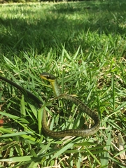 Chironius bicarinatus