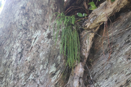 Psilotum complanatum observed 2026-06-26