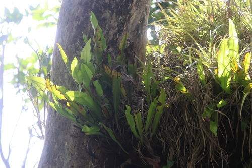 Elaphoglossum aemulum observed 2026-06-26