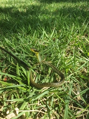 Chironius bicarinatus