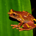 Mottled Clown Treefrog - Photo (c) Pedro Ivo, some rights reserved (CC BY-NC), uploaded by Pedro Ivo