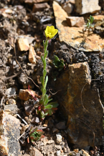 Saxifraga flagellaris, photograph 1