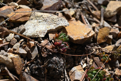 Saxifraga flagellaris, photograph 2