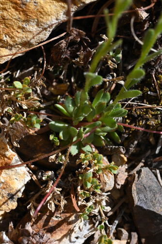 Saxifraga flagellaris, photograph 3