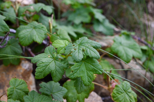 Ribes laxiflorum, photograph 3
