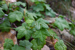 Ribes laxiflorum, photograph (c) Anders Hastings, some rights reserved (CC BY)