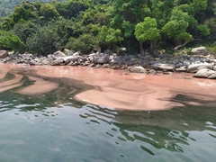 Noctiluca scintillans