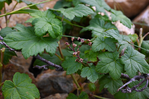 Ribes laxiflorum, photograph 4