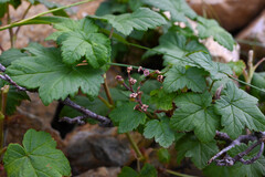 Ribes laxiflorum, photograph (c) Anders Hastings, some rights reserved (CC BY)