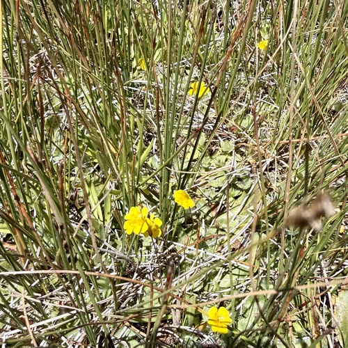 iNaturalist observation photo of primrose monkeyflower