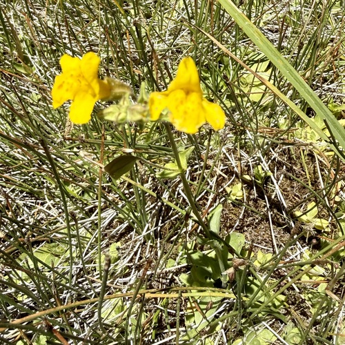 iNaturalist observation photo of seep monkeyflower