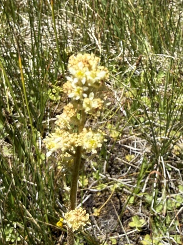 iNaturalist observation photo of Oregon Saxifrage