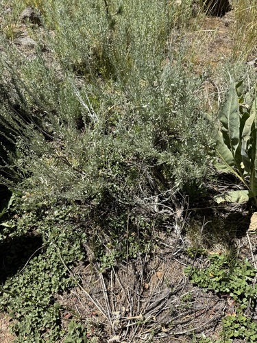 iNaturalist observation photo of low sagebrush