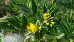 Medicago falcata