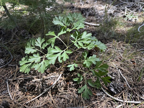 iNaturalist observation photo of Brown's Peony