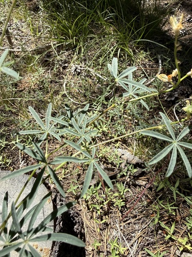 iNaturalist observation photo of Narrowflower Lupine