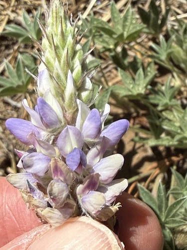 iNaturalist observation photo of Dwarf Lupine