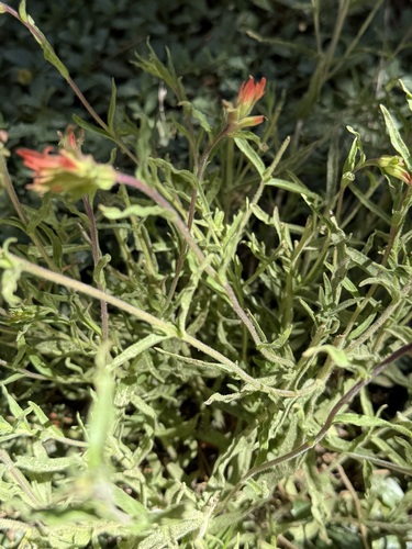 iNaturalist observation photo of wavyleaf paintbrush