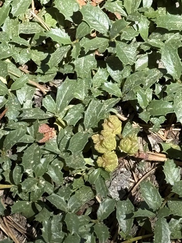 iNaturalist observation photo of Mahala mat