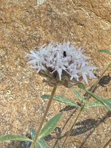 iNaturalist observation photo of Monardella ovata
